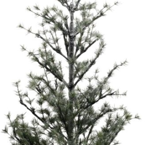 Juletræ med 150 LED lights, natur, H180 cm